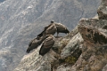 croix_condors_021