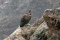 croix_condors_022