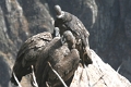 croix_condors_023