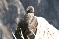 croix_condors_024