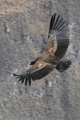 croix_condors_025