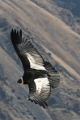 croix_condors_026