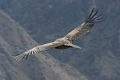 croix_condors_027