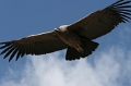 croix_condors_028