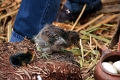 lac_titicaca_008