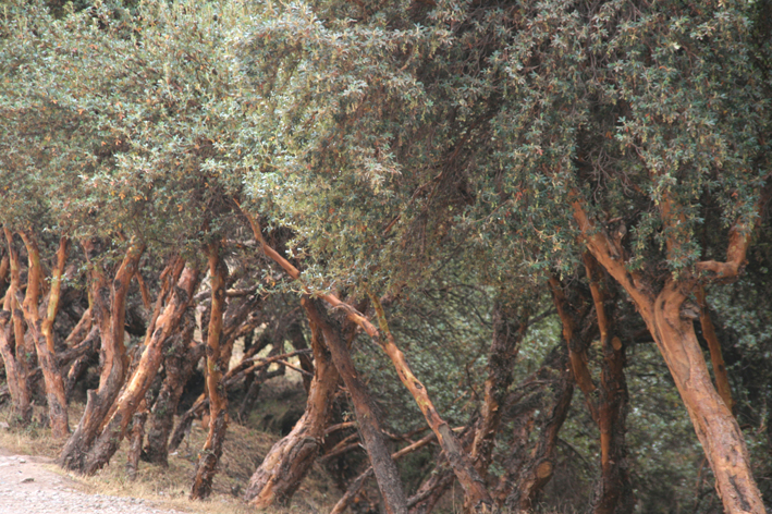 tambomachay_cuzco_005.JPG