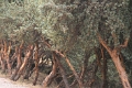 tambomachay_cuzco_005
