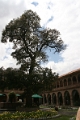 cedre_cuzco_001