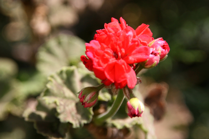 village_maras_008.JPG