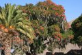 andahuaylillas_006