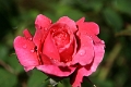 06-003