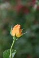 06-036