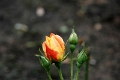 06-043