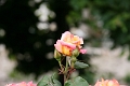 07-029