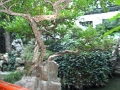 jardin-yu_045