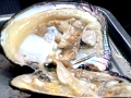 perle_003