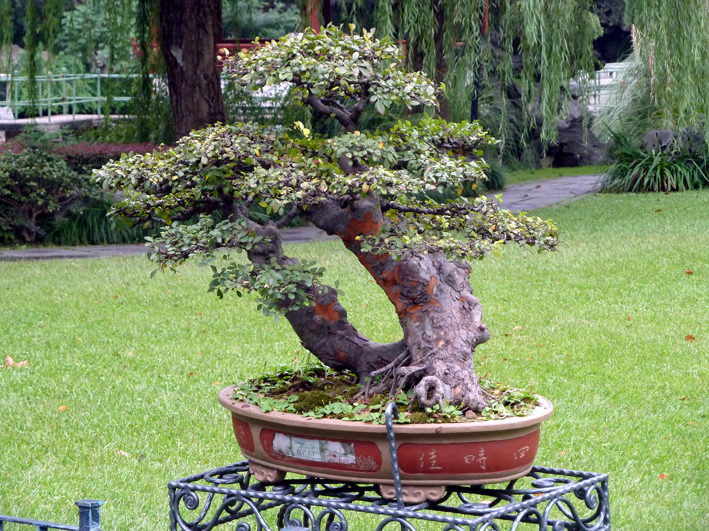 rest-can_005.JPG - Bonzaï