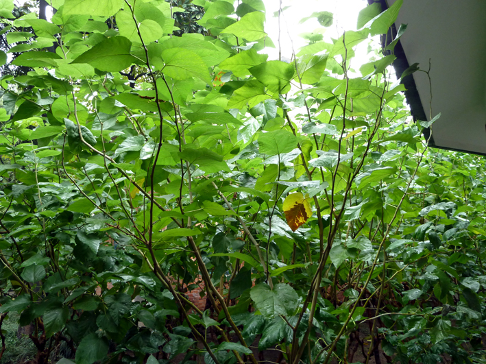 Soie_001.JPG - Le murier