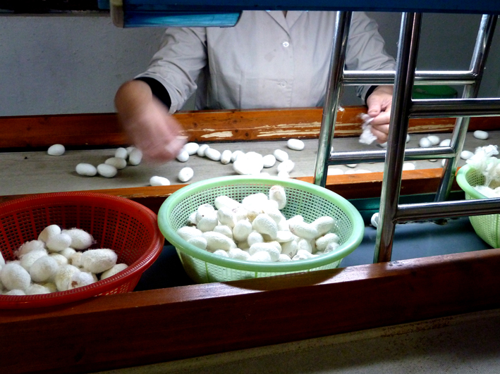 Soie_005.JPG - Le tri des cocons