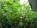 Soie_001