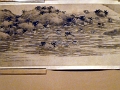 mus_sus_017
