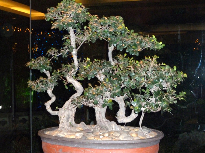 jar_simple_058.JPG - C'est le royaume des Bonzaï