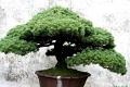 jar_simple_036