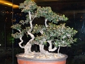 jar_simple_058