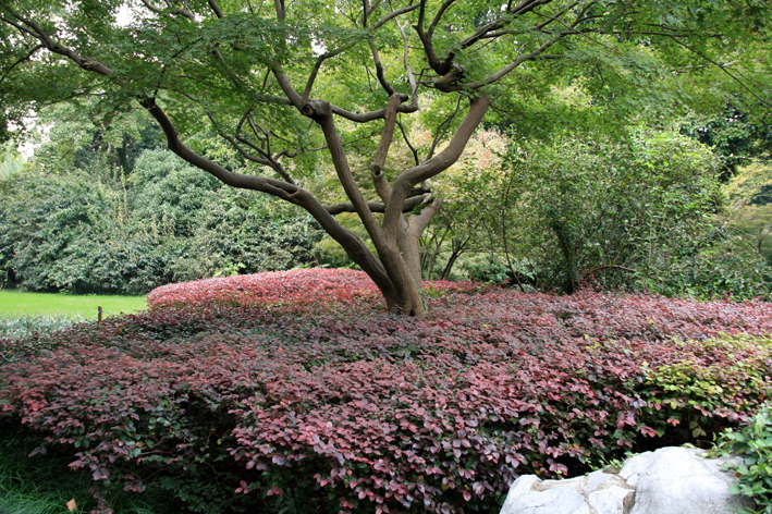 hangzhou_lac_004.JPG - Une promenade particulièrement agréable