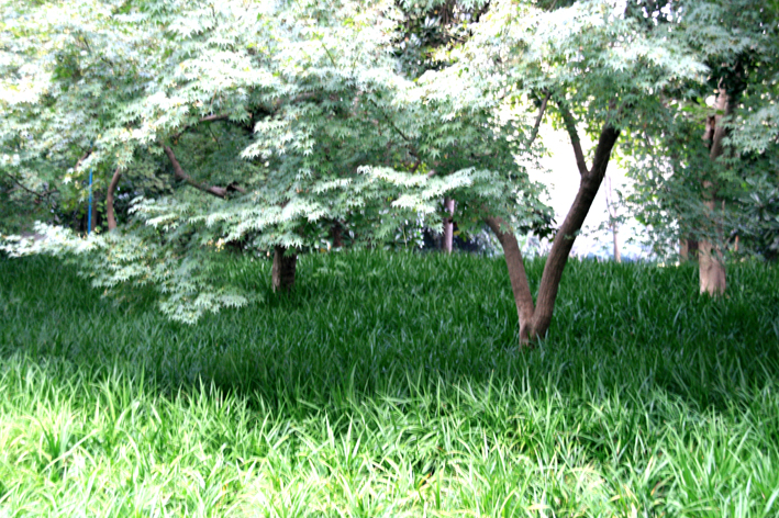 hangzhou_lac_009.JPG - Une promenade particulièrement agréable