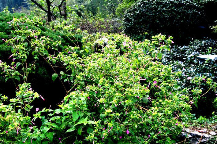 hangzhou_lac_072.JPG
