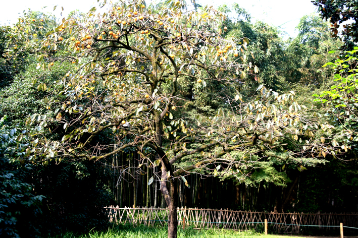 hangzhou_lac_082.JPG