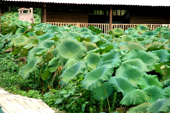 nature_010.JPG