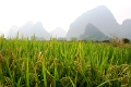 nature_016