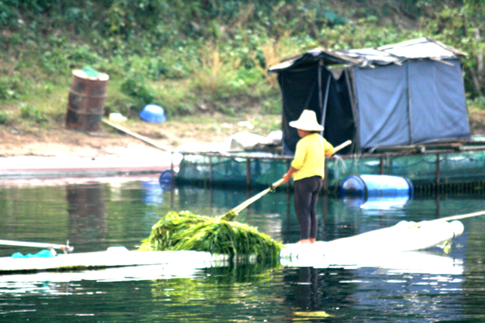 croisiere-035.JPG - Récolte des herbes poussant au fond de la rivière