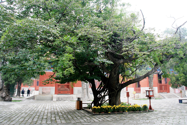pekin-confusius_010.JPG