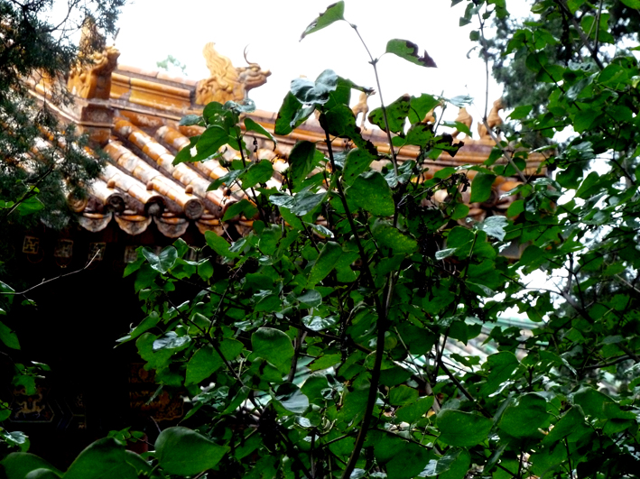 pekin-resto_002.JPG