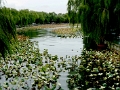 pekin-resto_005