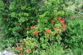 milj_028