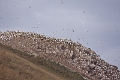 19_7_iles_084