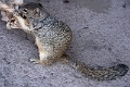02_grand_canion_061