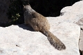 02_grand_canion_062