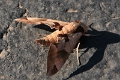 06_sur_la_route_004