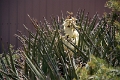 07_mesa_verde_044
