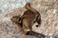 08_durandon_silverton_096