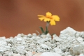 11_brice_canyon_0099