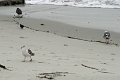 20_patterson_035