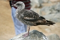 20_patterson_036