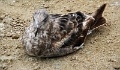 20_patterson_037