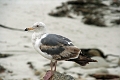 20_patterson_039